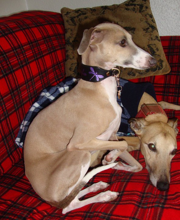 Daisy in the black with purple dragonflies